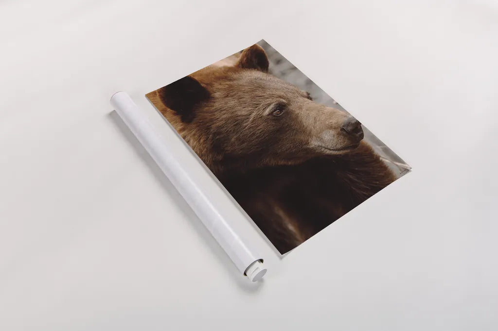 Bear Profile I by Nathan Larson. shown as a rolled paper print. Available as archival giclee rolled canvas, fine art paper, or poster print. SKU 80433h.