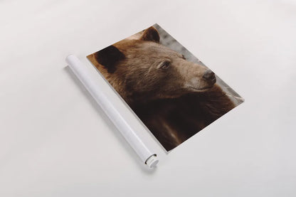 Bear Profile I by Nathan Larson. shown as a rolled paper print. Available as archival giclee rolled canvas, fine art paper, or poster print. SKU 80433h.