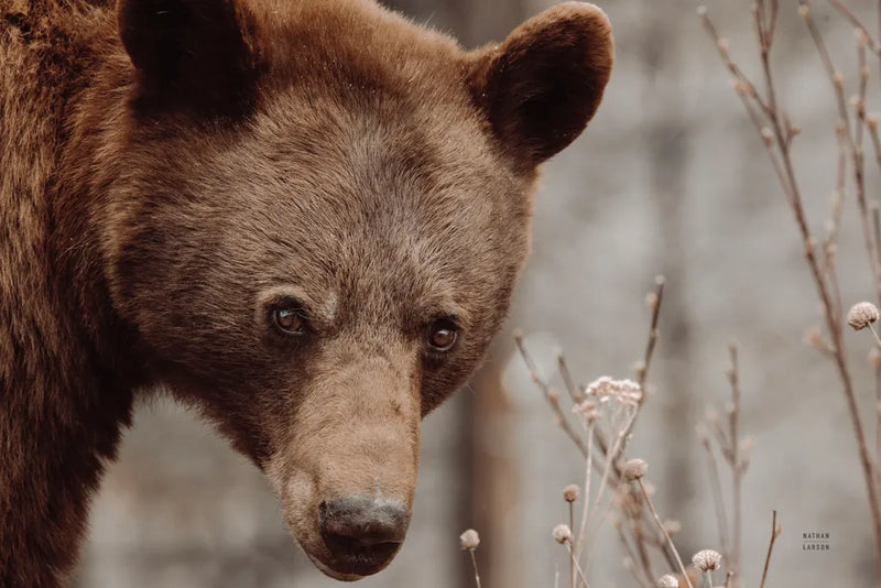 Bear Profile II by Nathan Larson. SKU 80434i. Archival Giclee Fine art print for wall decor.