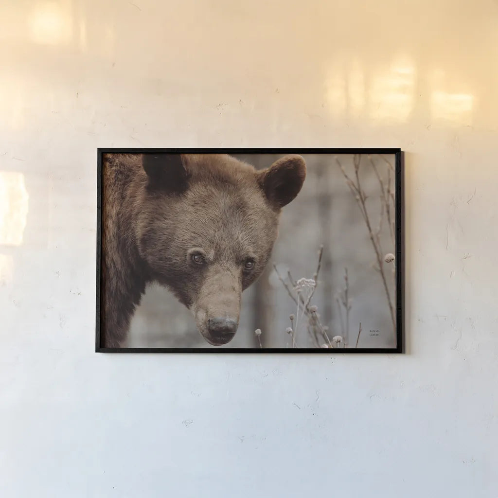 Bear Profile II by Nathan Larson. shown as a paper print in a black flame. Available as a archival giclee rolled canvas, fine art paper, or poster print. SKU 80434i.