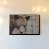 Bear Profile II by Nathan Larson. shown as a paper print in a black flame. Available as a archival giclee rolled canvas, fine art paper, or poster print. SKU 80434i.