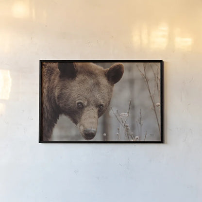 Bear Profile II by Nathan Larson. shown as a paper print in a black flame. Available as a archival giclee rolled canvas, fine art paper, or poster print. SKU 80434i.