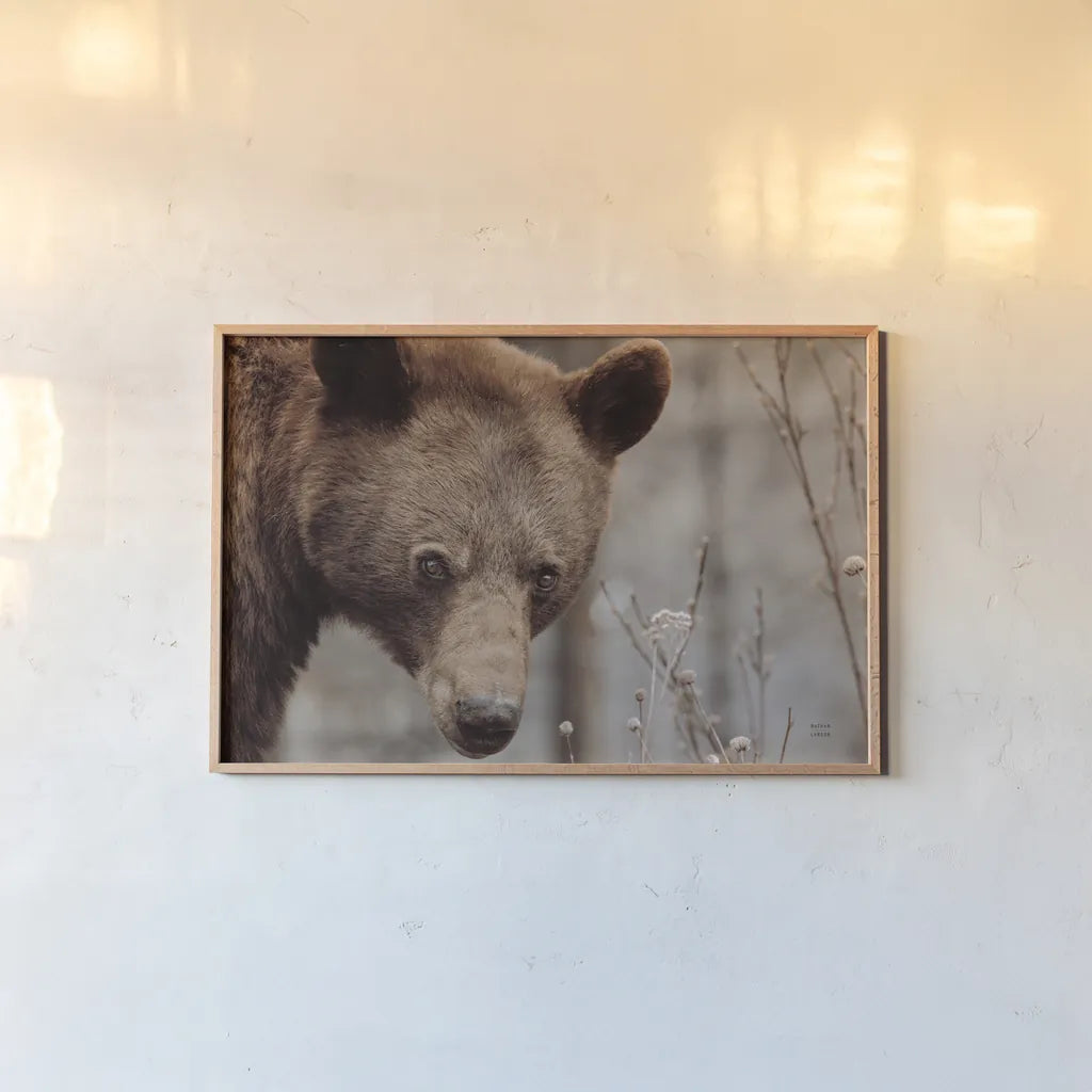 Bear Profile II by Nathan Larson. shown as a paper print in a natural frame. Available as a archival giclee rolled canvas, fine art paper, or poster print. SKU 80434i.