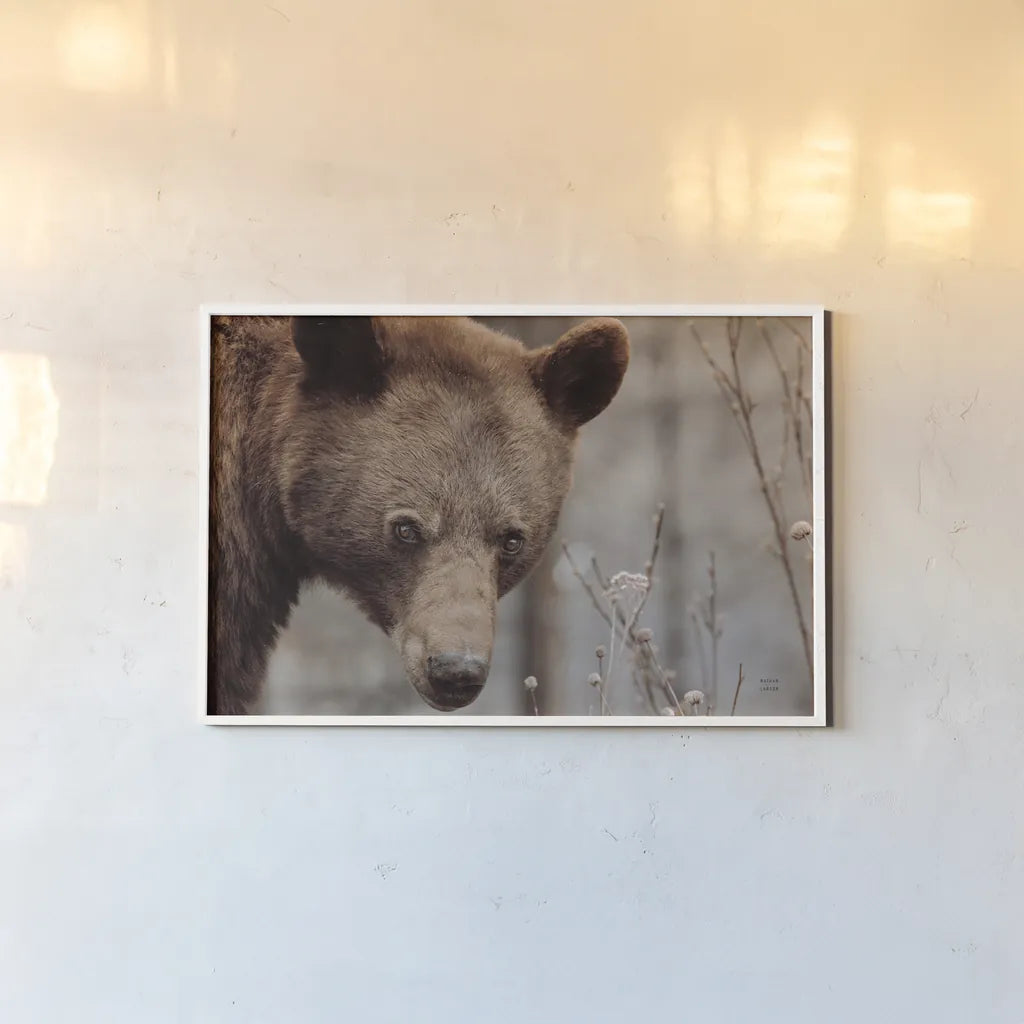 Bear Profile II by Nathan Larson. shown as a paper print in a white frame. Available as a archival giclee rolled canvas, fine art paper, or poster print. SKU 80434i.