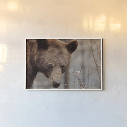 Bear Profile II by Nathan Larson. shown as a paper print in a white frame. Available as a archival giclee rolled canvas, fine art paper, or poster print. SKU 80434i.