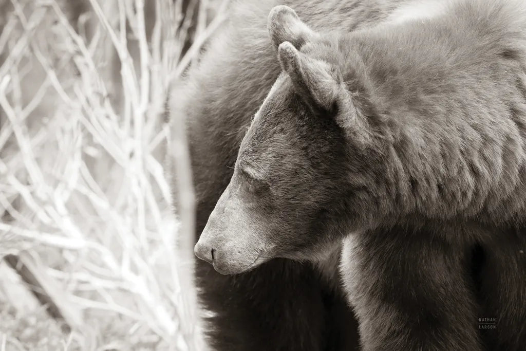 Bear Tones by Nathan Larson. SKU 80448i. Archival Giclee Fine art print for wall decor.