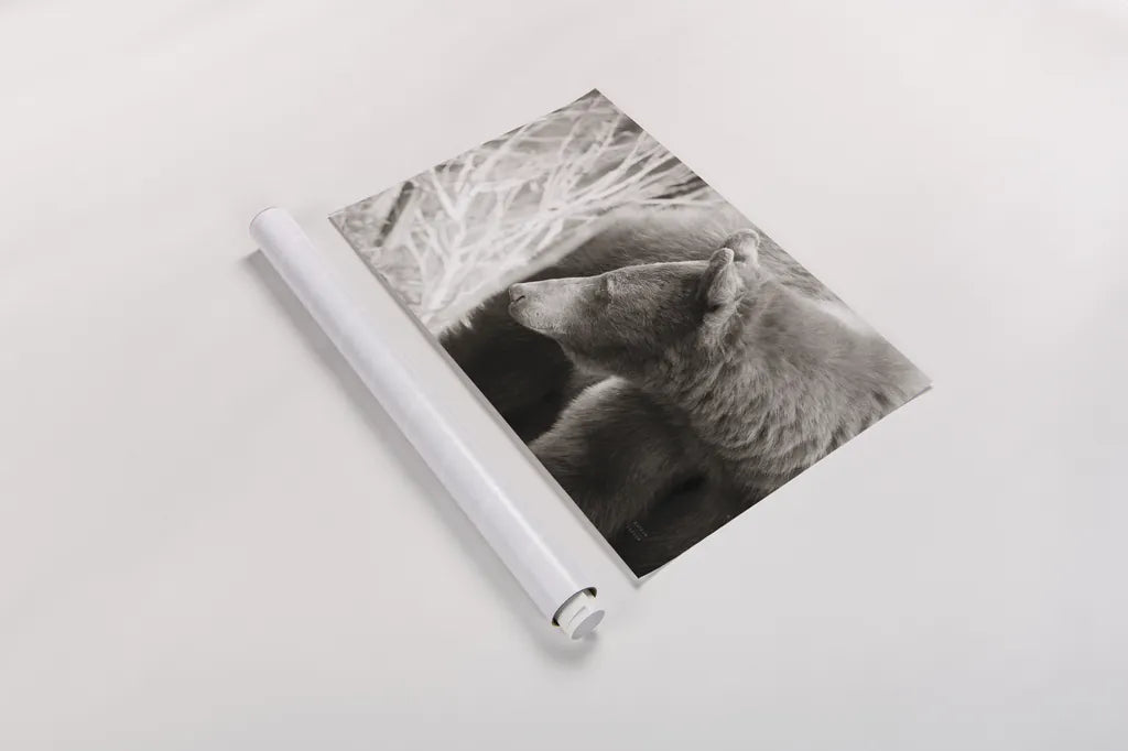 Bear Tones by Nathan Larson. shown as a rolled paper print. Available as archival giclee rolled canvas, fine art paper, or poster print. SKU 80448i.