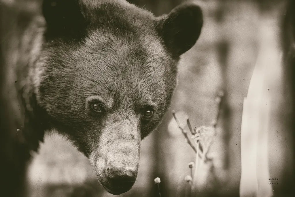 Bear Wetplate by Nathan Larson. SKU 100752i. Archival Giclee Fine art print for wall decor.