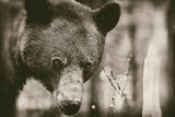 Bear Wetplate by Nathan Larson. SKU 100752i. Archival Giclee Fine art print for wall decor.