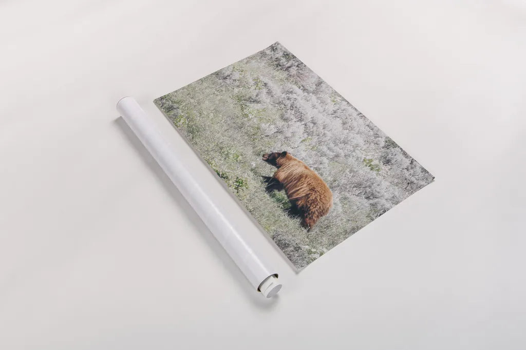 Bear in Sage by Nathan Larson. shown as a rolled paper print. Available as archival giclee rolled canvas, fine art paper, or poster print. SKU 92544i.
