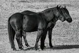 Best Buds by Nathan Larson. SKU 99214i. Archival Giclee Fine art print for wall decor.