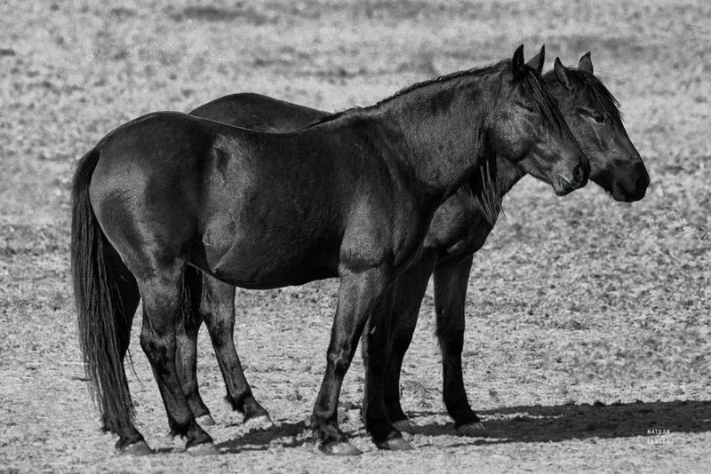 Best Buds by Nathan Larson. SKU 99214i. Archival Giclee Fine art print for wall decor.