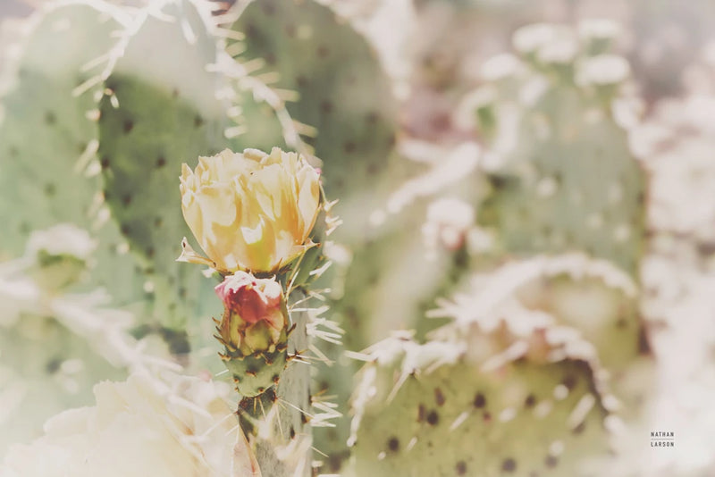 Big Bend Bloom by Nathan Larson