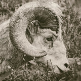 Big Horn by Nathan Larson. SKU 84246a. Archival Giclee Fine art print for wall decor.
