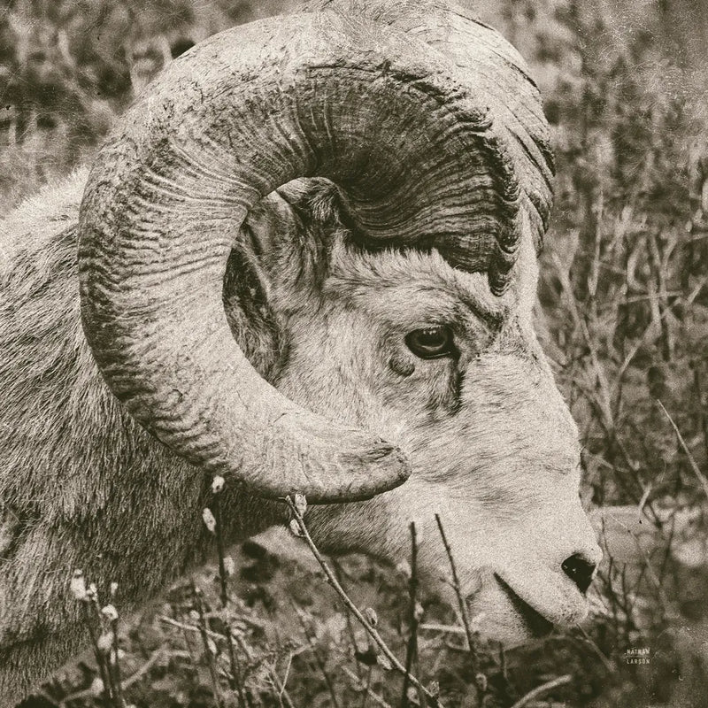 Big Horn by Nathan Larson. SKU 84246a. Archival Giclee Fine art print for wall decor.