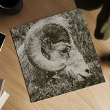 Big Horn by Nathan Larson. Shown as a detailed flat fine art print, highlighting archival giclee quality. Available as an archival giclee rolled canvas, fine art paper, or poster print. SKU 84246a.