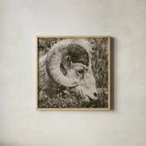 Big Horn by Nathan Larson. Shown in a natural wood glass frame for a timeless modern aesthetic. Available as an archival giclee rolled canvas, fine art paper, or poster print. SKU 84246a.