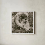 Big Horn by Nathan Larson. Shown in a crisp white glass frame for a clean and minimalist style. Available as an archival giclee rolled canvas, fine art paper, or poster print. SKU 84246a.