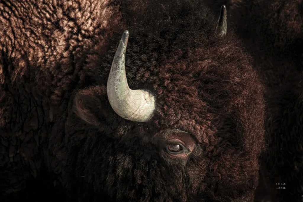 Bison by Nathan Larson. SKU 84259i. Archival Giclee Fine art print for wall decor.