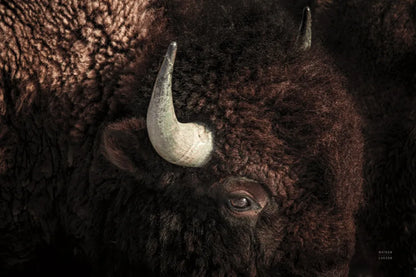 Bison by Nathan Larson. SKU 84259i. Archival Giclee Fine art print for wall decor.