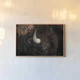Bison by Nathan Larson. shown as a paper print in a natural frame. Available as a archival giclee rolled canvas, fine art paper, or poster print. SKU 84259i.