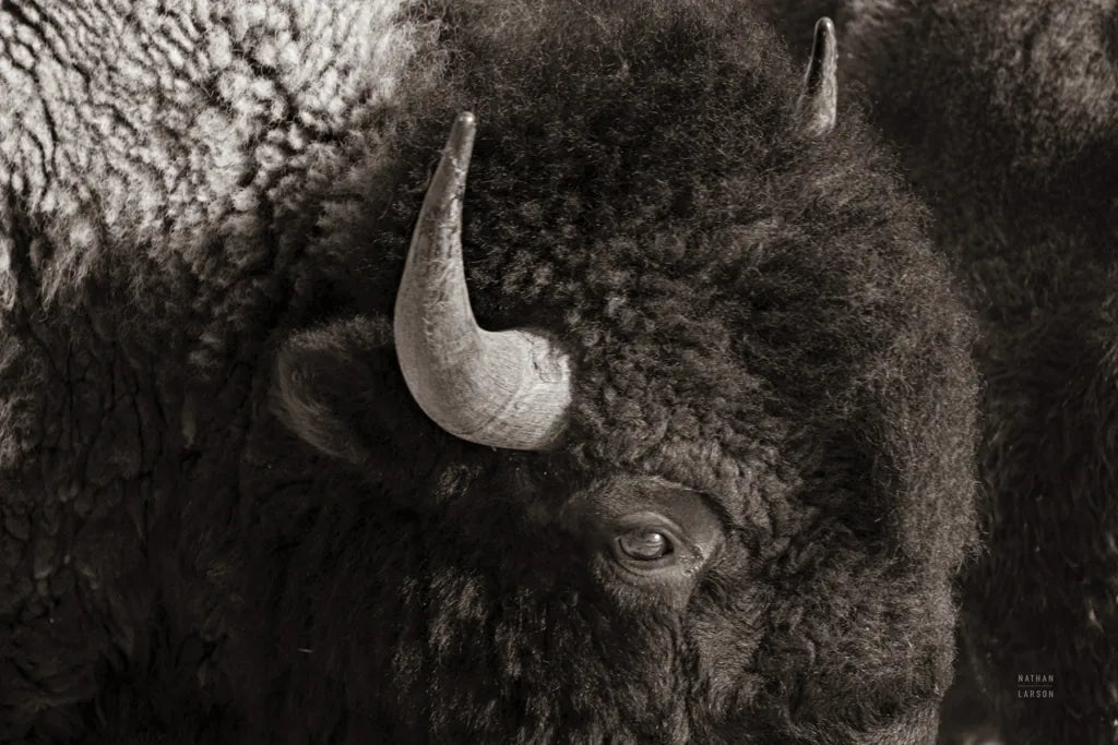 Bison BW by Nathan Larson. SKU 84260i. Archival Giclee Fine art print for wall decor.