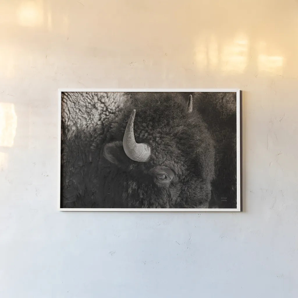 Bison BW by Nathan Larson. shown as a paper print in a white frame. Available as a archival giclee rolled canvas, fine art paper, or poster print. SKU 84260i.