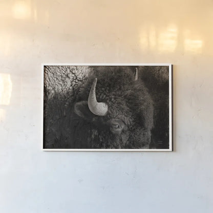 Bison BW by Nathan Larson. shown as a paper print in a white frame. Available as a archival giclee rolled canvas, fine art paper, or poster print. SKU 84260i.