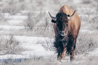 Bison Beauty by Nathan Larson. SKU 84320i. Archival Giclee Fine art print for wall decor.