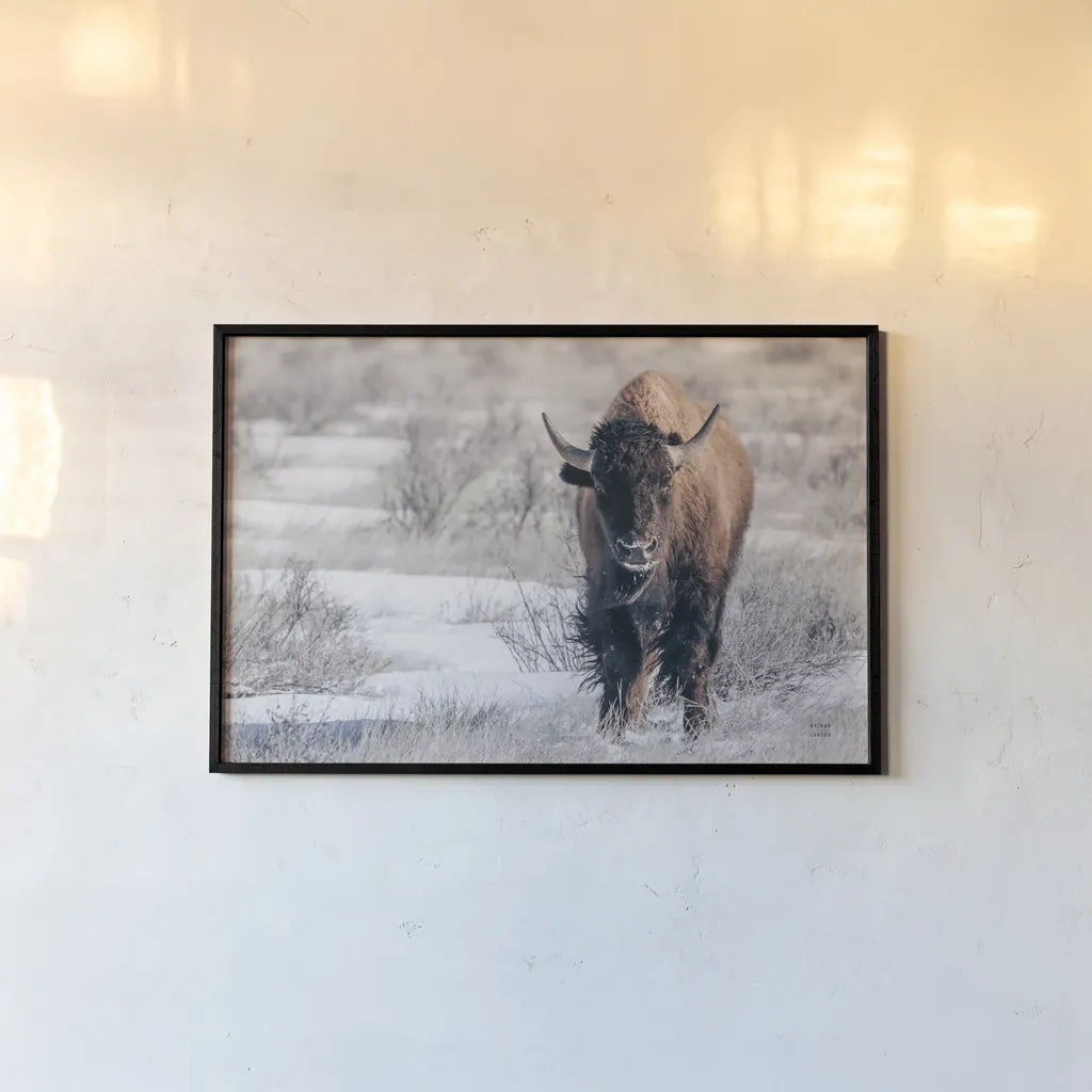 Bison Beauty by Nathan Larson. shown as a paper print in a black flame. Available as a archival giclee rolled canvas, fine art paper, or poster print. SKU 84320i.
