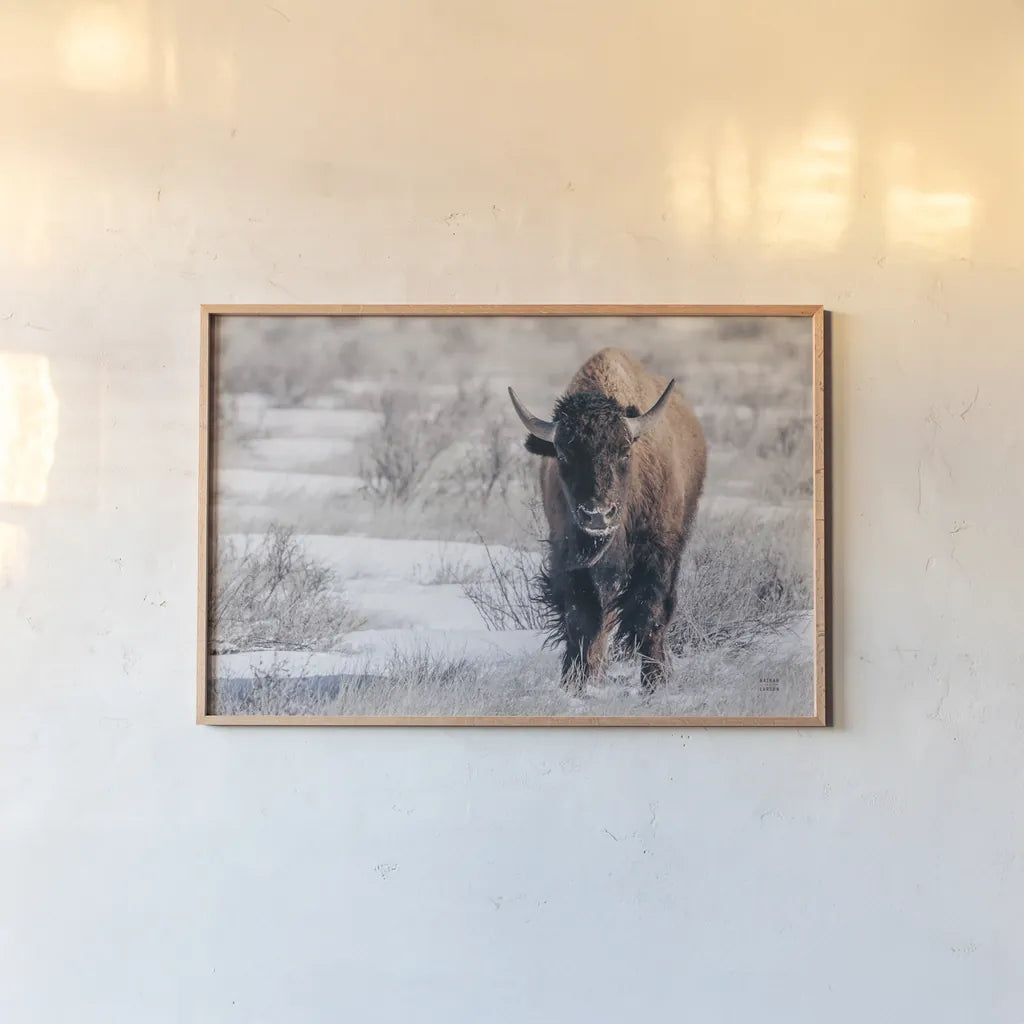 Bison Beauty by Nathan Larson. shown as a paper print in a natural frame. Available as a archival giclee rolled canvas, fine art paper, or poster print. SKU 84320i.