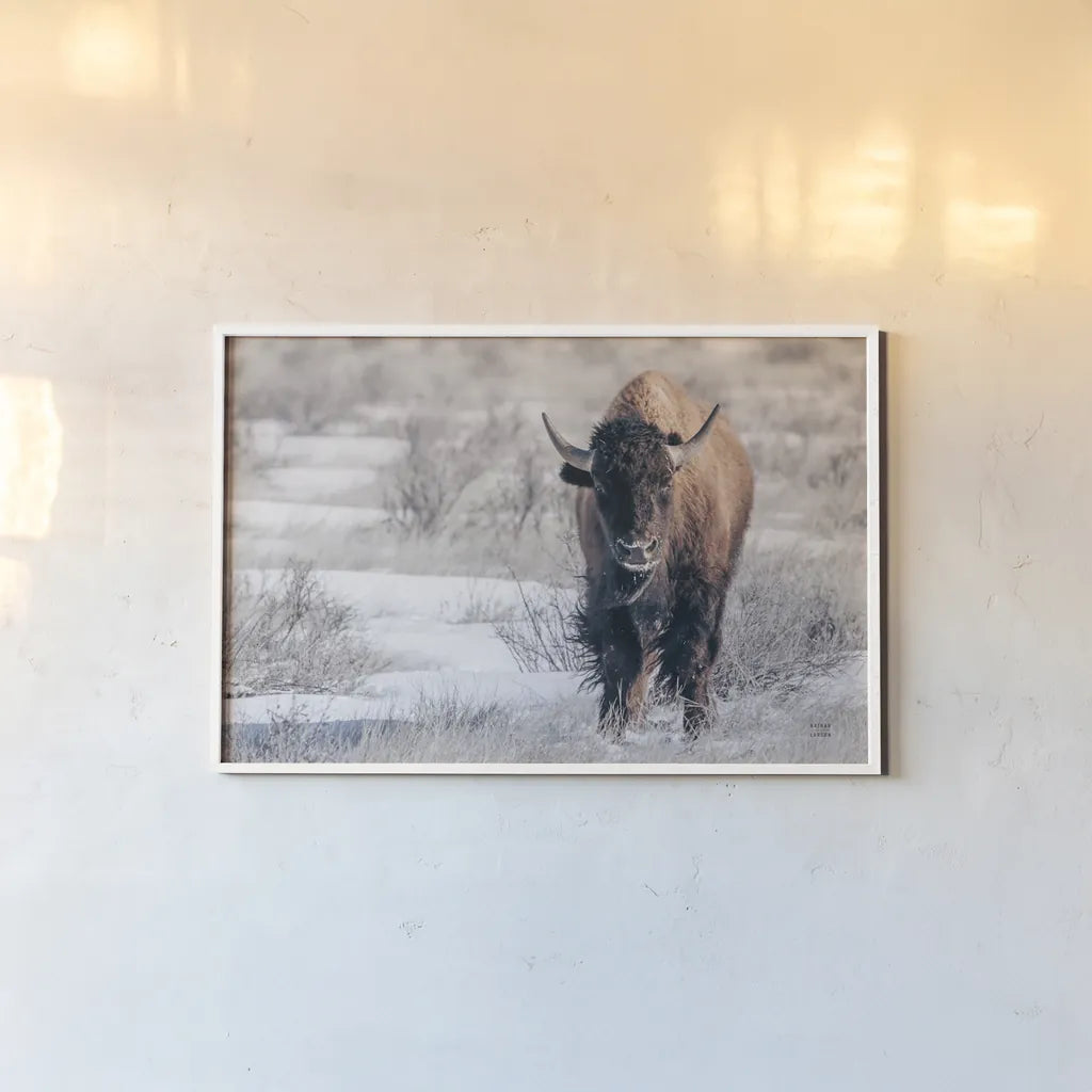 Bison Beauty by Nathan Larson. shown as a paper print in a white frame. Available as a archival giclee rolled canvas, fine art paper, or poster print. SKU 84320i.