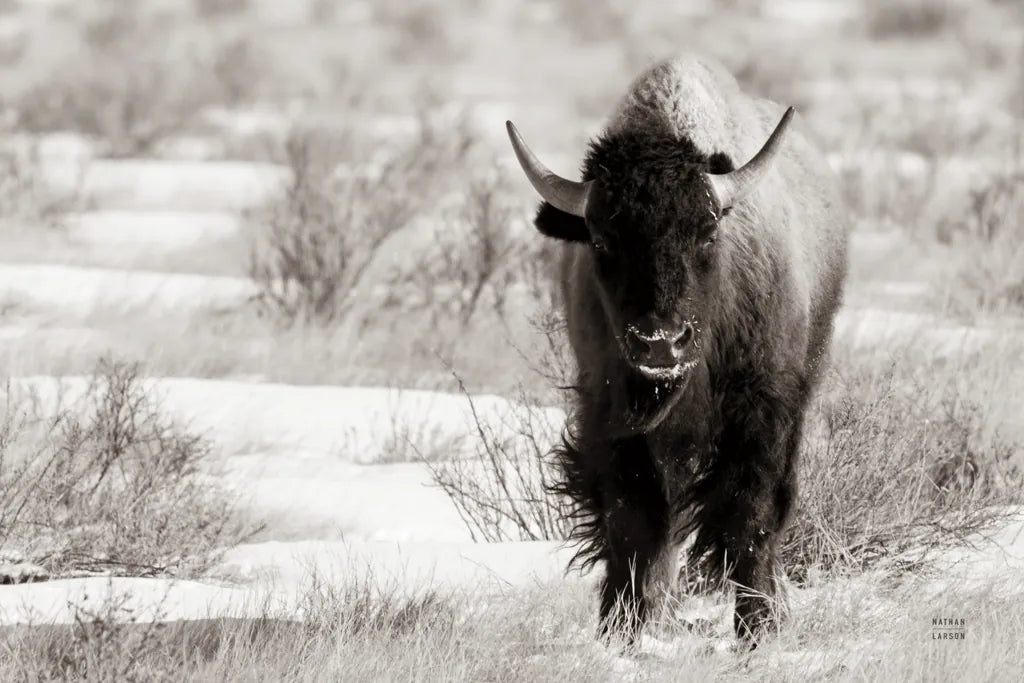 Bison Beauty BW by Nathan Larson. SKU 84321i. Archival Giclee Fine art print for wall decor.