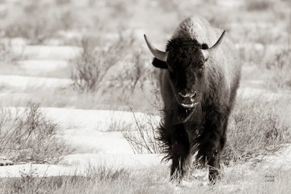 Bison Beauty BW by Nathan Larson. SKU 84321i. Archival Giclee Fine art print for wall decor.