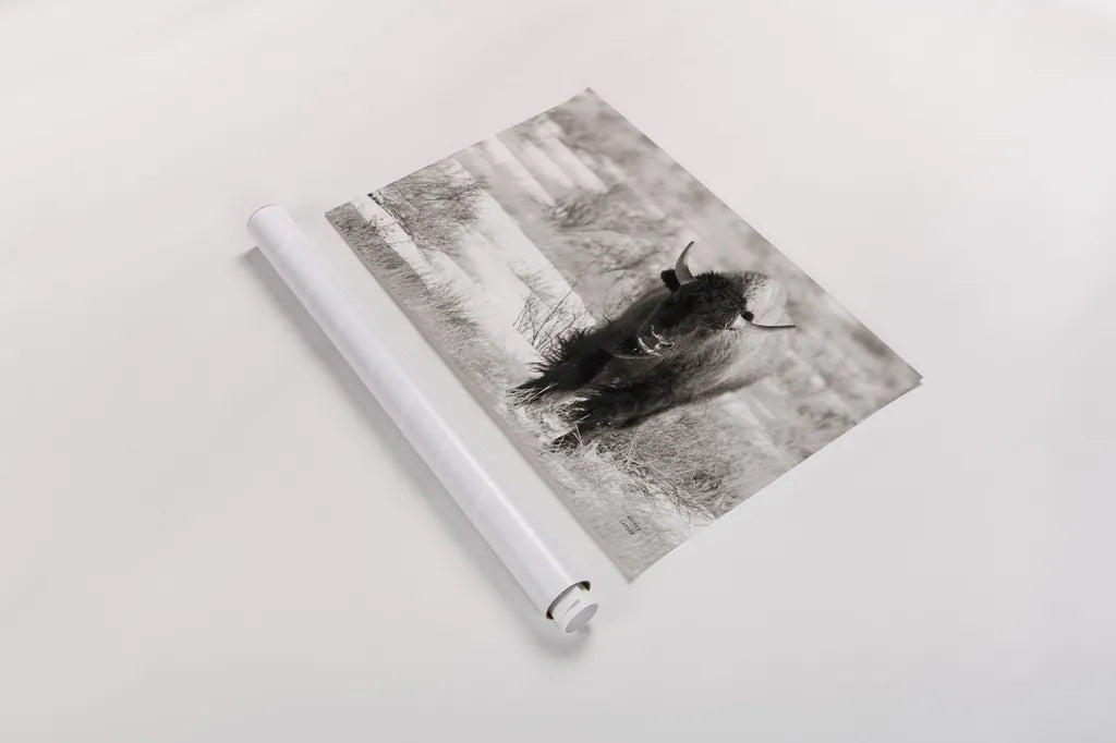 Bison Beauty BW by Nathan Larson. shown as a rolled paper print. Available as archival giclee rolled canvas, fine art paper, or poster print. SKU 84321i.