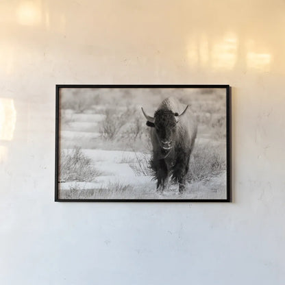 Bison Beauty BW by Nathan Larson. shown as a paper print in a black flame. Available as a archival giclee rolled canvas, fine art paper, or poster print. SKU 84321i.