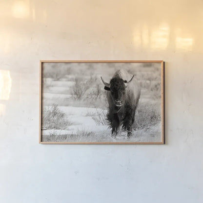 Bison Beauty BW by Nathan Larson. shown as a paper print in a natural frame. Available as a archival giclee rolled canvas, fine art paper, or poster print. SKU 84321i.