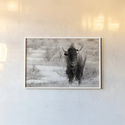 Bison Beauty BW by Nathan Larson. shown as a paper print in a white frame. Available as a archival giclee rolled canvas, fine art paper, or poster print. SKU 84321i.
