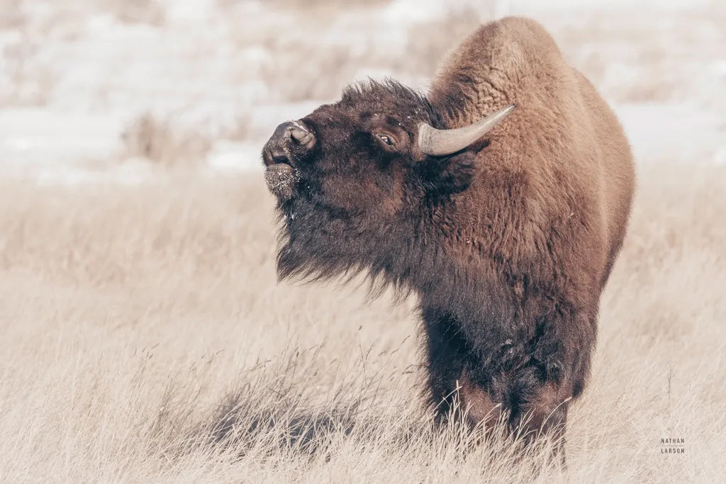 Bison Call by Nathan Larson. SKU 84257i. Archival Giclee Fine art print for wall decor.