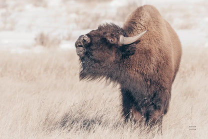 Bison Call by Nathan Larson. SKU 84257i. Archival Giclee Fine art print for wall decor.