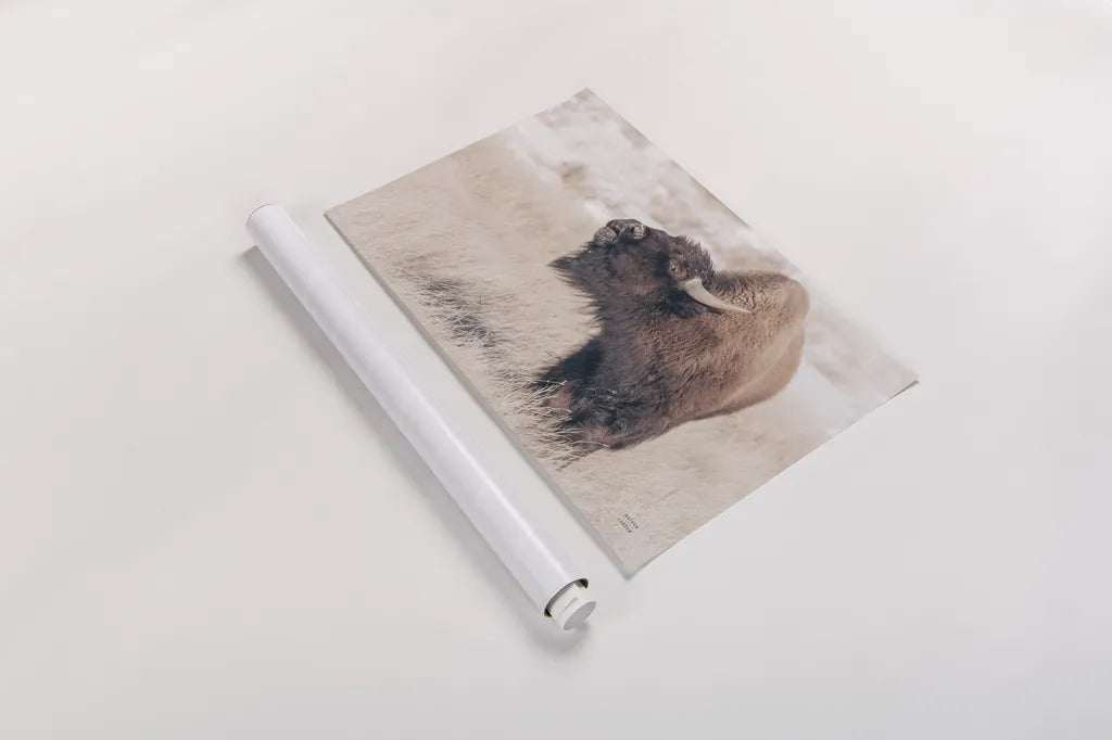 Bison Call by Nathan Larson. shown as a rolled paper print. Available as archival giclee rolled canvas, fine art paper, or poster print. SKU 84257i.