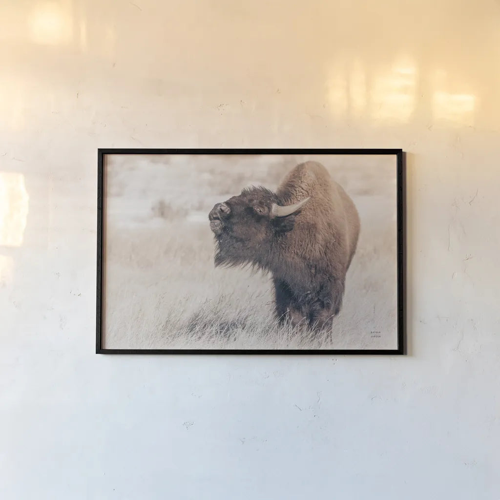 Bison Call by Nathan Larson. shown as a paper print in a black flame. Available as a archival giclee rolled canvas, fine art paper, or poster print. SKU 84257i.