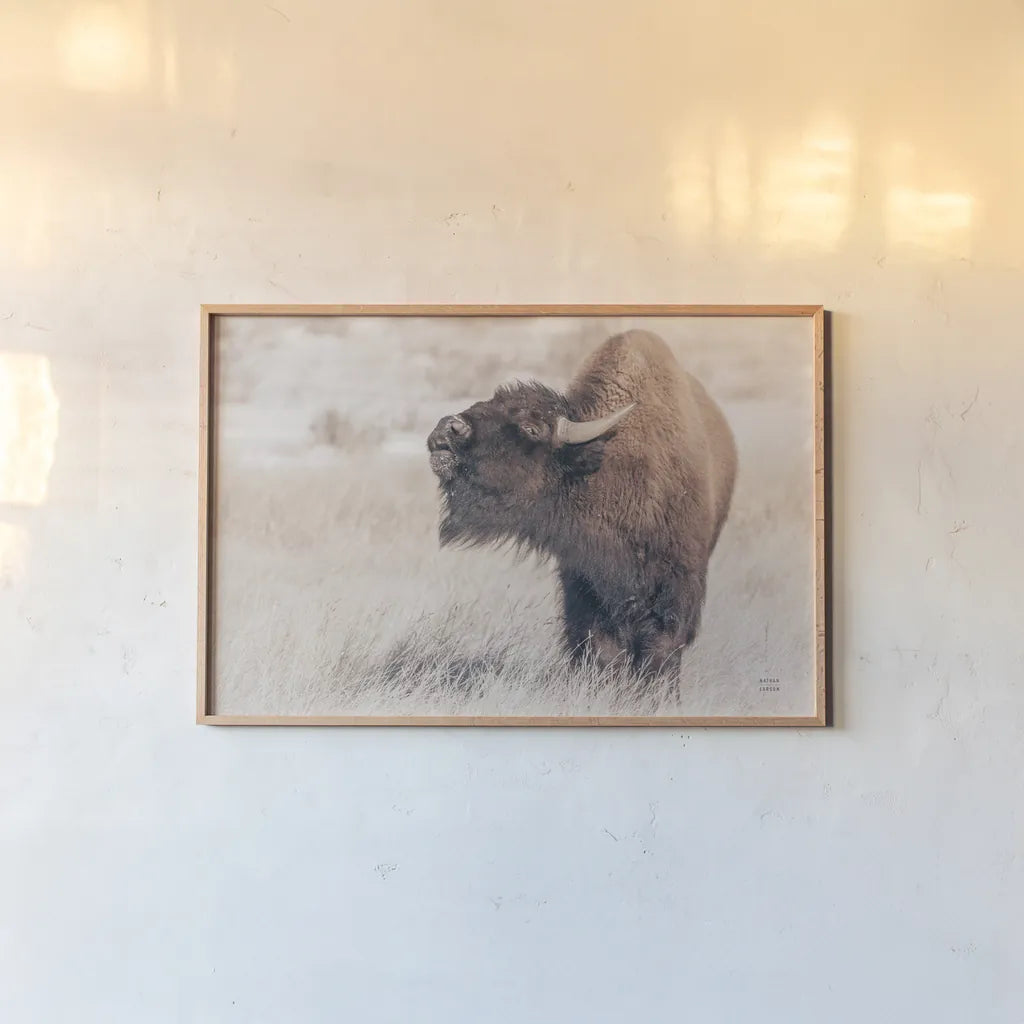 Bison Call by Nathan Larson. shown as a paper print in a natural frame. Available as a archival giclee rolled canvas, fine art paper, or poster print. SKU 84257i.