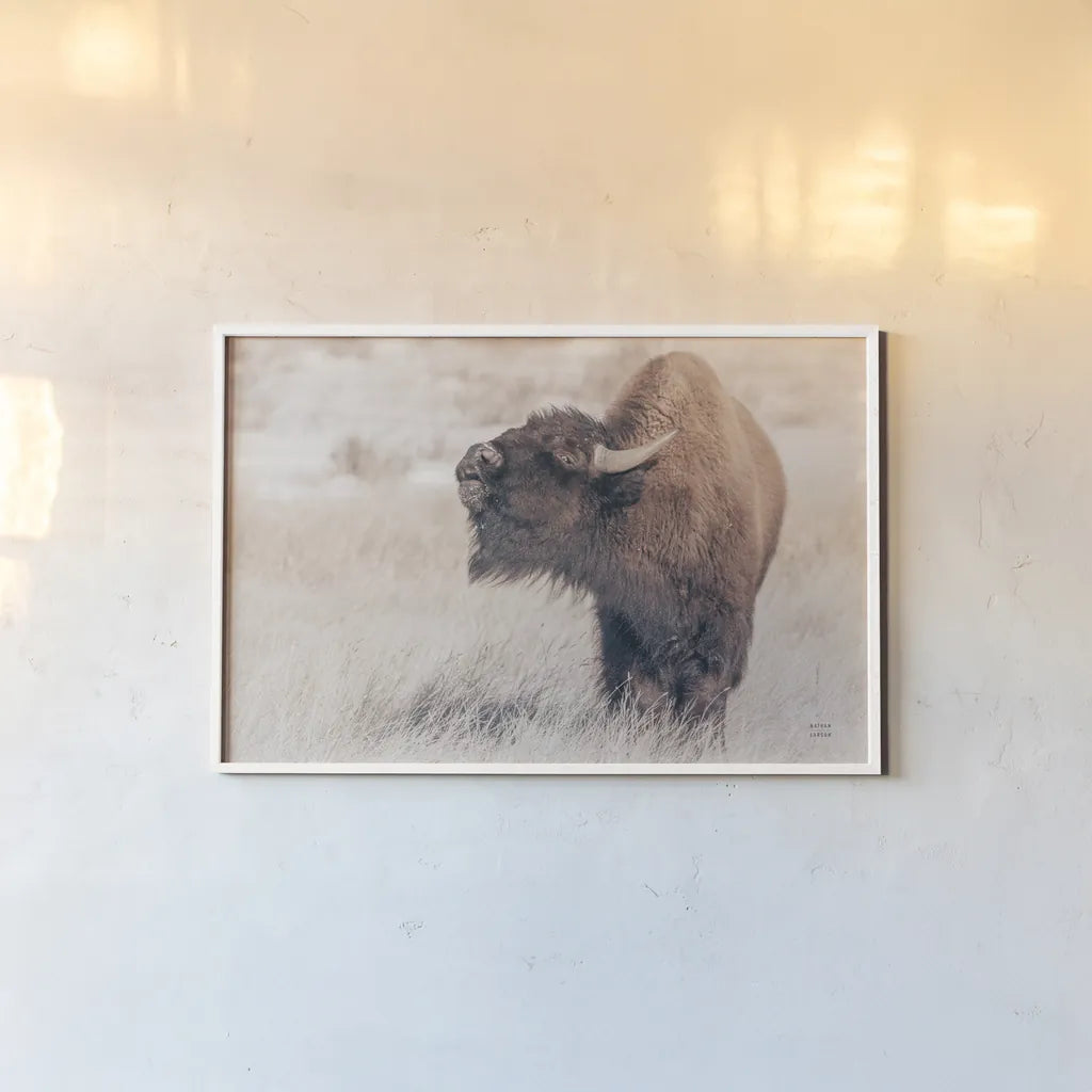 Bison Call by Nathan Larson. shown as a paper print in a white frame. Available as a archival giclee rolled canvas, fine art paper, or poster print. SKU 84257i.