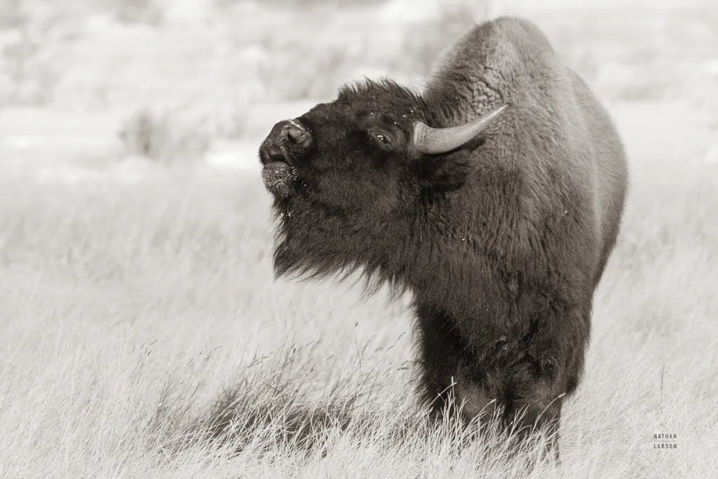 Bison Call BW by Nathan Larson. SKU 84258i. Archival Giclee Fine art print for wall decor.