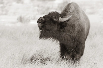 Bison Call BW by Nathan Larson. SKU 84258i. Archival Giclee Fine art print for wall decor.