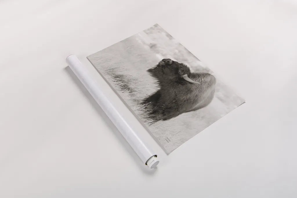 Bison Call BW by Nathan Larson. shown as a rolled paper print. Available as archival giclee rolled canvas, fine art paper, or poster print. SKU 84258i.