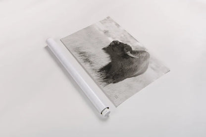 Bison Call BW by Nathan Larson. shown as a rolled paper print. Available as archival giclee rolled canvas, fine art paper, or poster print. SKU 84258i.