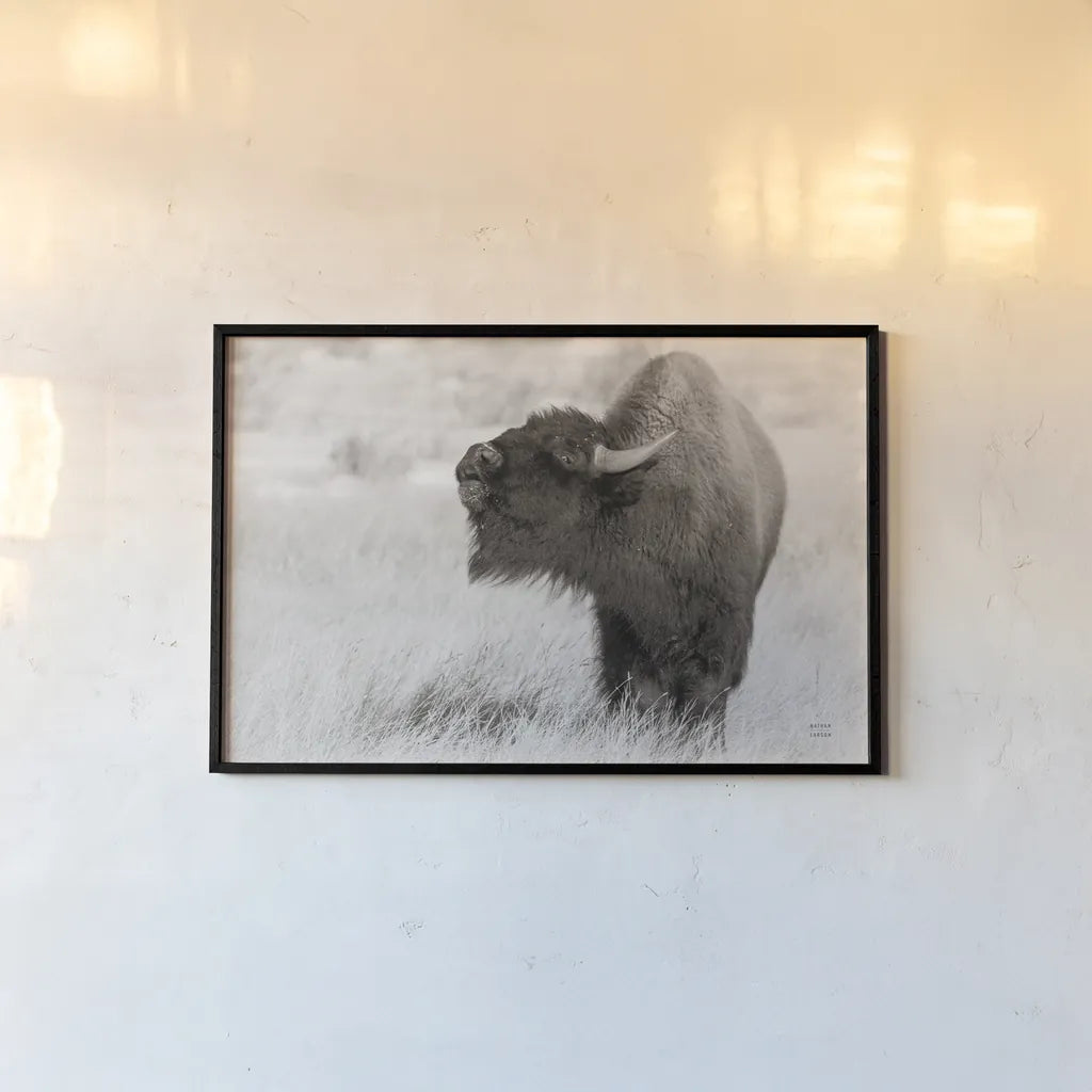 Bison Call BW by Nathan Larson. shown as a paper print in a black flame. Available as a archival giclee rolled canvas, fine art paper, or poster print. SKU 84258i.