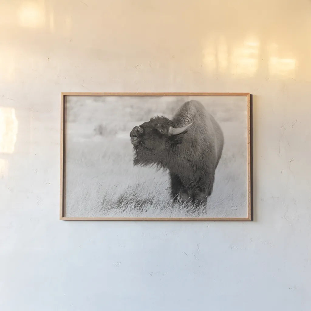 Bison Call BW by Nathan Larson. shown as a paper print in a natural frame. Available as a archival giclee rolled canvas, fine art paper, or poster print. SKU 84258i.